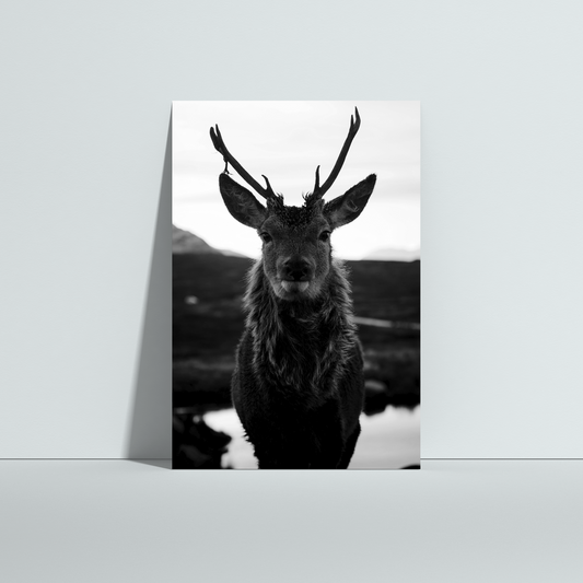 B&amp;W Deer